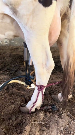 Cow milking 😳😱| village automatic milking machine #shorts #farming #cow