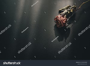 Withered Pink Roses On Black Background Stock Photo 2205645869 | Shutterstock