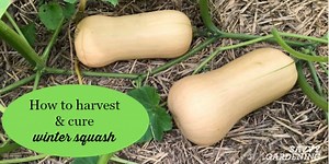 Harvesting Winter Squash: How to Harvest, Cure & Store the Fruits