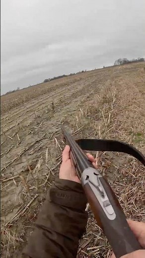 Hare Hunting with My German Wirehaired Pointer