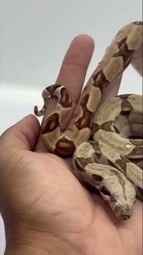 Você conhece a Jiboia BCI?