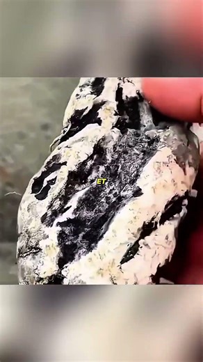 Cette “merde” de baleine vaut plus que l’or et elle parfume le luxe