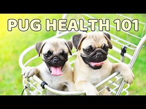 Pug Health 101: Common Issues and How to Care for Your Pup | Pet Adventure TV