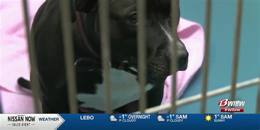 Street Dog Coalition ensures homeless individuals aren’t forced to choose between their pets and their safety