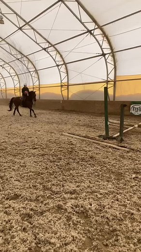 horse-ball version of this trend😎 @Mel Hartley #fyp#horseball#horsetok#equestrian