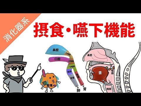 摂食・嚥下の仕組み（イラスト解説）
