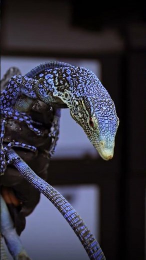 Blue Zushi😈Blue Tree Monitor/ Varanus Macraei #bluetreemonitor #monitor #varanus #lizard