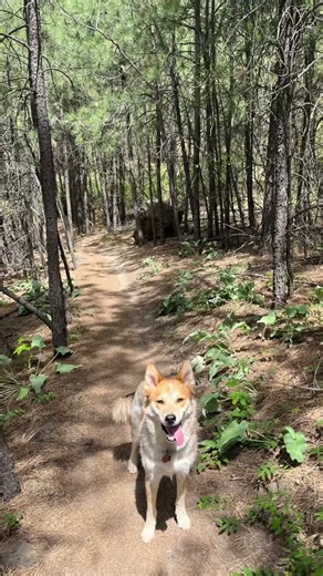KREM 2 News on Instagram: "The Spokane Fire Department is about halfway done with their fire mitigation work on The Bluff under High Drive."