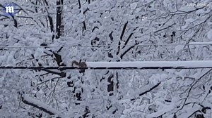 Squirrel stranded on power line shows a talent for plowing snow