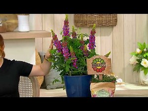 Roberta's 5-piece Mini Gallery Lupine Mix on QVC