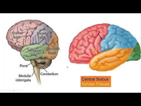 Giải phẫu CT sọ