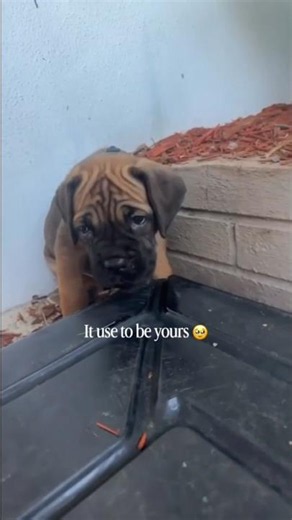 I’m not crying 🥹 it’s crazy to think how he use to fit in that itty bitty collar…