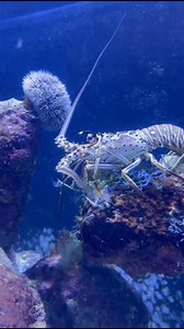 Did you know that Caribbean spiny lobsters grow by shedding their shell? It’s a process called molting. They actually leave their shell while simultaneously absorbing water and expanding their body size! Check out this spiny lobster foraging through algae with his Indian sea egg friend. | Coral World Ocean Park