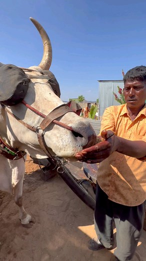 . . 🔥 Presenting 200 Year's Old Oil Extraction method. In this method, the bulls are attached to a setup consisting of a wooden pit and a pestle. As the bull moves in a circular orbit, it causes the pestle to rotate, exerting lateral pressure on the upper chest of the pit, first pulverizing the oilseed and then crushing out its oil. The oil is then extracted and filtrated using natural sunlight. These oils show no sign of chemicals, additives, or heat application and are made at room temperatur