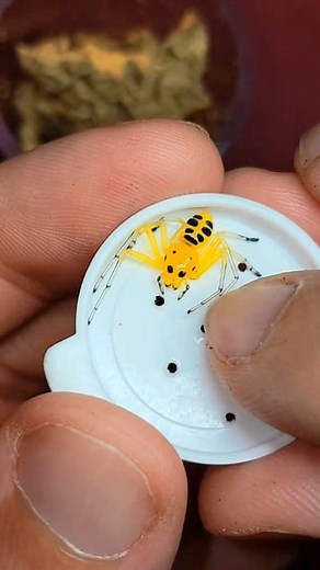 Check out our tiny Pikachu spider! One of the most adorable crab spiders out there #venomman20 #venomouskeeper #VenomousCreatures #Venom #venomousanimals #pikachu #spider #spidersoftheworld #spidersoftiktok #spiders #spidersarefriends | Venomman20