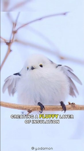 Shima Enaga ❄️ The Snow Fairy of Hokkaido