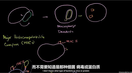 医学科普合集系列： 32.专职抗原递呈细胞APC和MHC II复合物 1 - 2