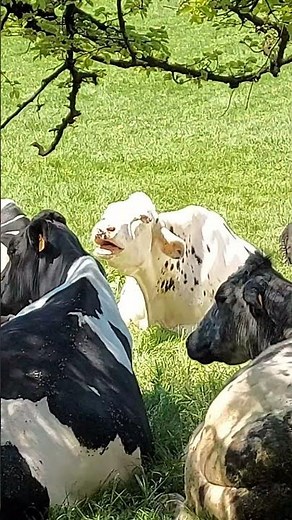 cow snoring 😴 🐮 | nature #naturelover | nature ambience | cow #birdsounds #naturesvoice #cow