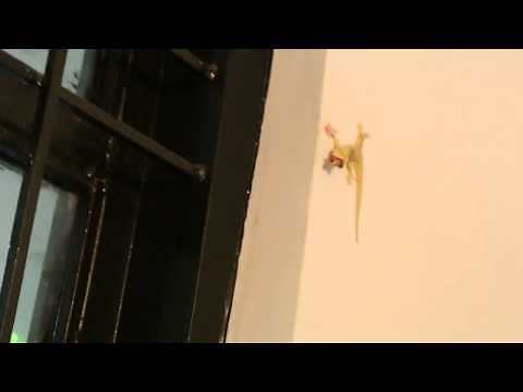 THE MOST DISGUSTING THING IN THE WORLD?!