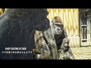 Silverback Gorilla & his baby gazing at each other | The Bond Between Dad & Baby | Kyoto Zoo
