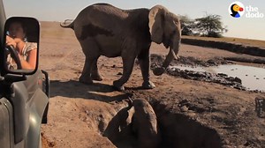 3.8M views · 139K reactions | When this baby elephant was stuck in a pit, her mom was so worried. But rescuers worked so hard to get her out, and she had the HAPPIEST reunion with her mama   | The Dodo | Facebook