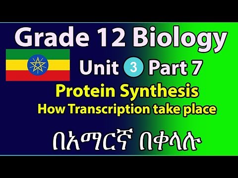 Grade 12 Biology Unit 3 part-7 Protein Synthesis and how transcription take place in eukaryotic cell