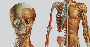 A New 3D Atlas of Human Anatomy