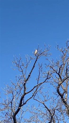 Thursday morning hawk #shorts #ytshorts #viralshort #nature #birds #hawk 12/18/25
