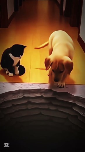 Funny black hole 🕳️ for my cat