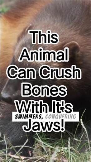 This Animal Can Crush Bones With Its Jaws
