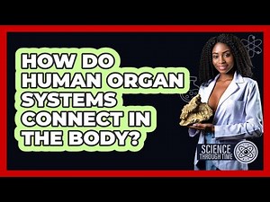 How Do Human Organ Systems Connect In The Body? - Science Through Time