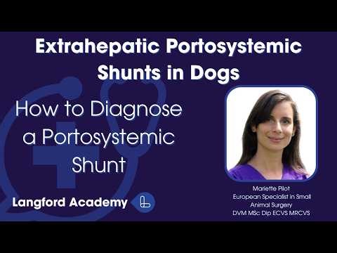 How to Diagnose a Portosystemic Shunt