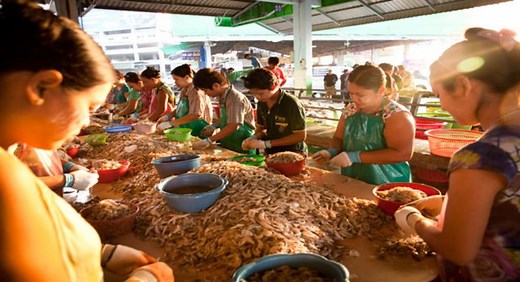 Horrifying conditions at Thai tuna factories