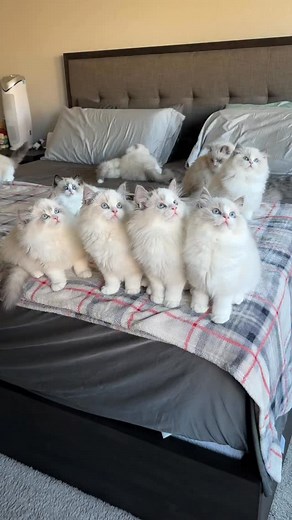Kitten update | Pearl's Ragdolls