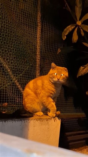 Anna P. | While I went to get the carrier, he went into someones yard and wouldn't come out. But I brought the dropper and normal trap and made it... | Instagram