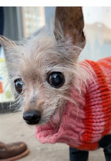 Meet Betsy: The Senior Chihuahua Rescue Dog