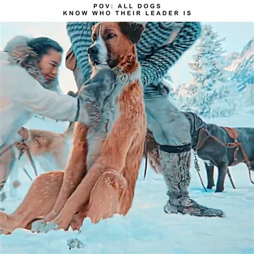 “All dogs recognize their leader.” | The call of the wild Edit #edit #shorts