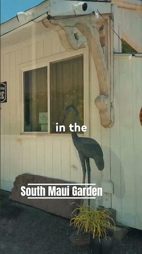 🌺 South Maui Garden Tour You NEED to See!