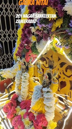 201 week Nagar Sankeertan Zaheerabad #shorts#gaura #nitai#201 #nagar #sankeertan #zaheerabad
