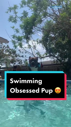 Pittie Swimming Obsession
