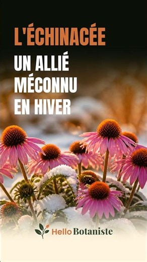 L'échinacée, renfort naturel pour l'immunité hivernale
