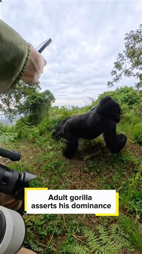 Silverback gorillas asserts his dominance…