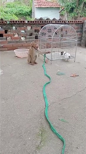 lovely animals 42