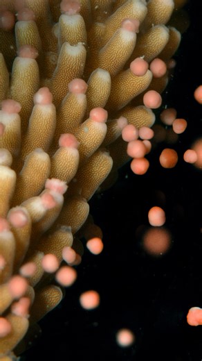 Tonight’s the night!! Coral spawning; the largest reproductive event on the Great Barrier Reef! 🪸 Cued by the lunar cycle, water temperature and tides, corals throughout the Great Barrier Reef will soon simultaneously release bundles of egg and sperm, millions of them! All at once. Stay tuned over the coming days as we watch, and wait, to see the next generation of corals begin life on the Great Barrier Reef! Featuring Master Reef Guides Dr Eric Fisher with GBR Biology. Footage by IG/underwater