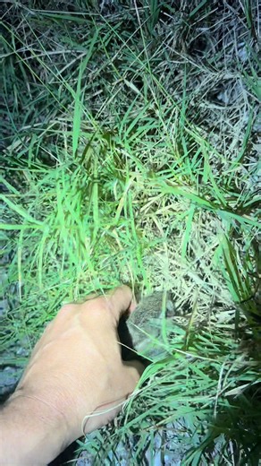 that 20 foot python can’t hide forever! #wildlife #everglades #foryou #fyp #foryoupagе #snake #python #educational #viral #tiktok #viralvideo #crazy #alligator #crocodile #explore #reptile #animals #natu#117 | Yoink guy