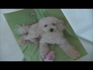 Poodle attacked by dog who jumped out of truck in Addison