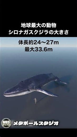 地球最大の動物シロナガスクジラの大きさ