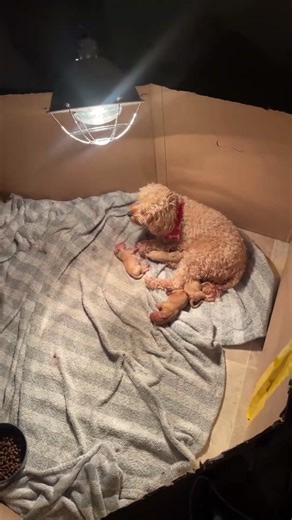 Meeting her babies for the first time... 🥺❤️ #shorts #puppy