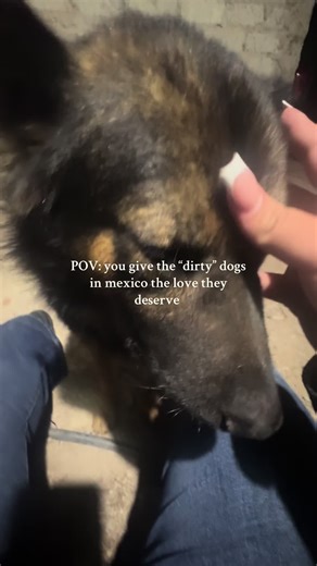Giving Love to Dogs in Mexico