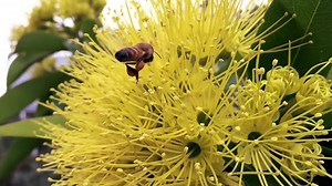 This amazing footage shows the activity at the front of a Flow™ Hive. The life of a worker bee is a busy one, they can visit up to 2000 flowers per day. To get more information on Flow™Hives & Frames please visit: http://bit.ly/1zZlnj8 | Flow Hive